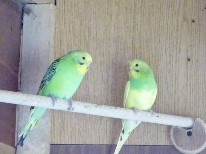 ox_papugi-faliste-samce-roczne