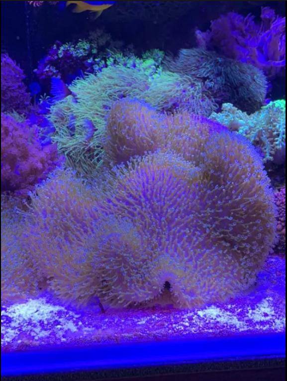 ox_sprzedam-korale-do-akwarium-morskiego