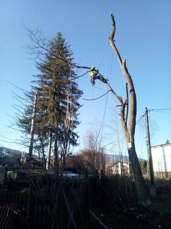 ox_wcinanka-i-pielegnacja-drzew-technikami-linowymi