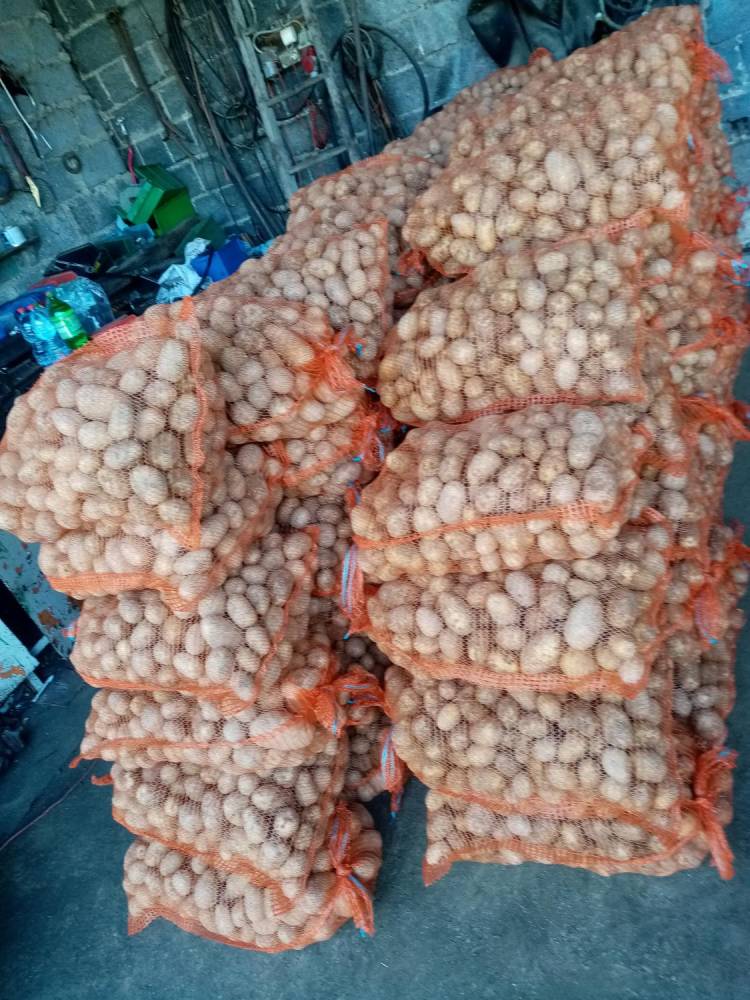ox_ziemniaki-jadalne-oraz-sadzeniaki-odmvineta-z-1-szego-gat-ok600-kg
