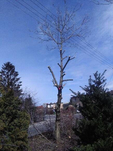 ox_uslugi-ogrodnicze-wycinka-drzew-transport-wywrotka-do-35t