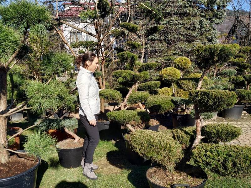 ox_bonsai-do-ogrodu-niwaki-drzewka-formowane