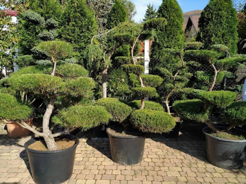 ox_bonsai-do-ogrodu-niwaki-drzewka-formowane
