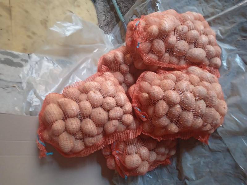 ox_ziemniaki-odm-gala-dowoz-do-20-km-przy-zakupie-minimum-150-kg