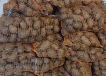 ox_ziemniaki-sadzeniaki-tanio-sprzedaje-teraz-jako-nadwyzke-ok-500-kg